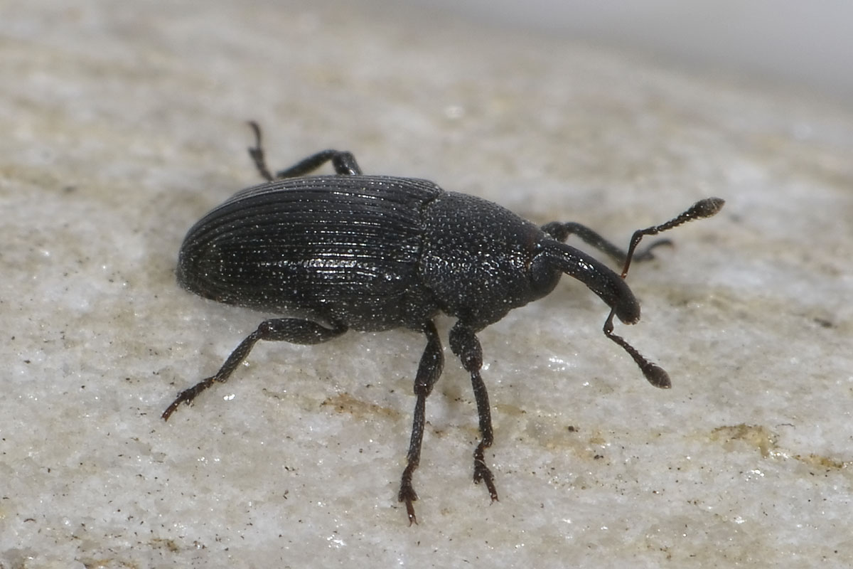 Baris artemisiae - Curculionidae